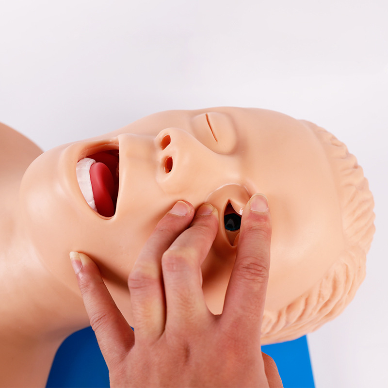 Modelo de ensino de manequim d - Medical Lab Management avaliação e preço